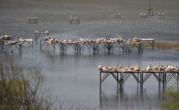 Nesli tehlikedeki tepeli pelikan yavrularının gizemli yaşamı
