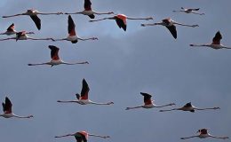 Böcek kıyımı göçmen kuşları tehdit ediyor
