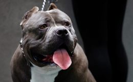Pitbull saldırısına hapis cezası