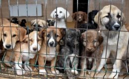 Yıllardır milleti uyuttunuz sıra hayvanlara mı geldi?