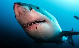 Köpekbalığı saldırıları neden arttı?